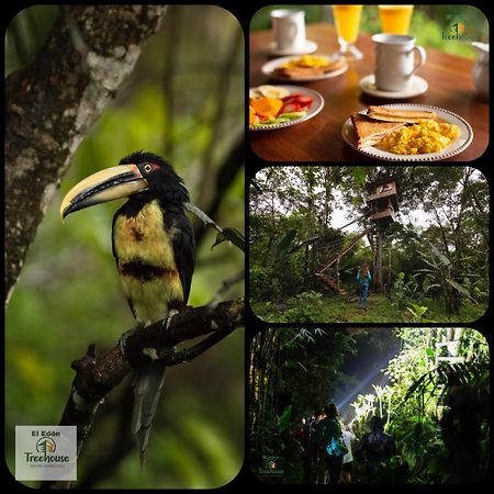 Eden Treehouse Villa Mindo Kültér fotó